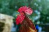Martin - 